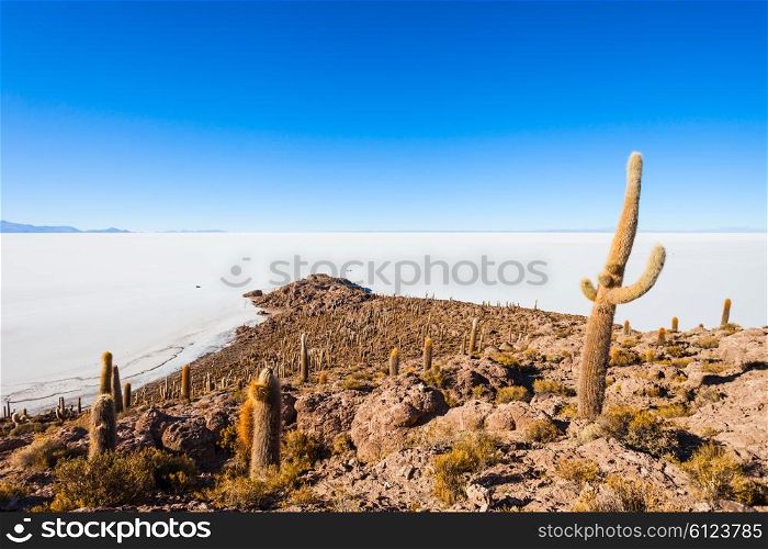 Cactus Island on Salar de Uyuni (Salt Lake) near Uyuni in Bolivia