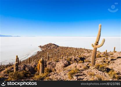 Cactus Island on Salar de Uyuni (Salt Lake) near Uyuni in Bolivia