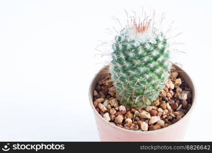 Cactus isolated on white background with copy space