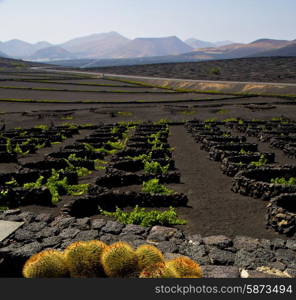 cactus lanzarote spain la geria vine screw grapes wall crops cultivation viticulture winery&#xA;