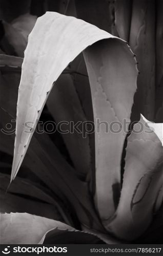 Cactus leaves with needle tips.