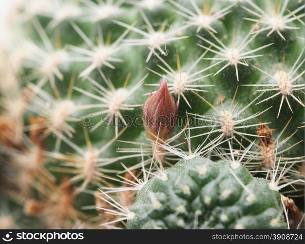 cactus on a white background