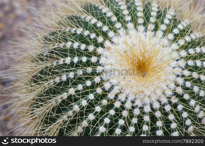 cactus on sand close up.