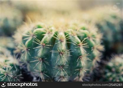 cactus on the plastic pot in the cactus garden desert in springtime.
