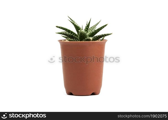 Cactus on white background isolate