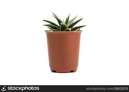 Cactus on white background isolate