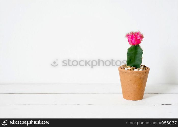 Cactus on white wooden table and white background with copy space, succulent desert houseplant trendy design concept