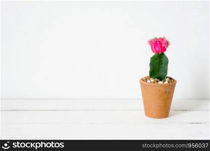 Cactus on white wooden table and white background with copy space, succulent desert houseplant trendy design concept