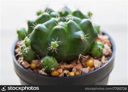 cactus on wood table background