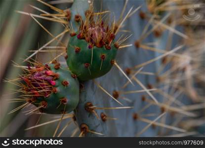 cactus, Opuntia ficus-indica is a species of cactus that has long been a domesticated crop plant important in agricultural economies throughout arid and semiarid parts of the world.