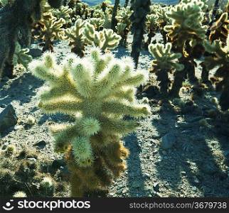 Cactus park