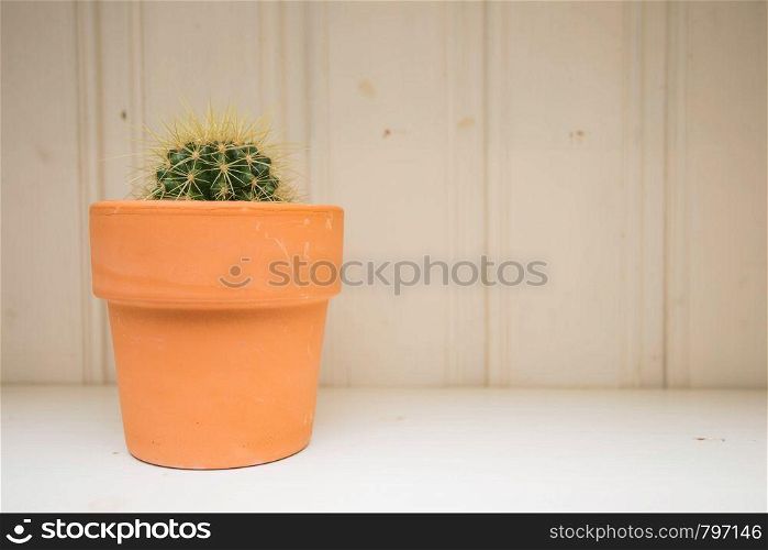 Cactus plant in pot. Potted cactus house plant on white shelf, wooden background, texture. Cactus plant in pot. Potted cactus house plant on white shelf, wooden background
