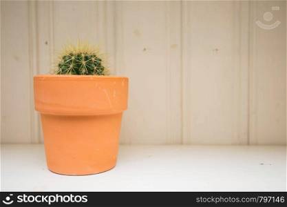 Cactus plant in pot. Potted cactus house plant on white shelf, wooden background, texture. Cactus plant in pot. Potted cactus house plant on white shelf, wooden background
