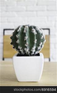 Cactus plant in white pot on table, stock photo