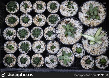 Cactus plant pots in window shopping, stock photo