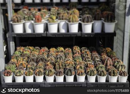 Cactus plant pots in window shopping, stock photo