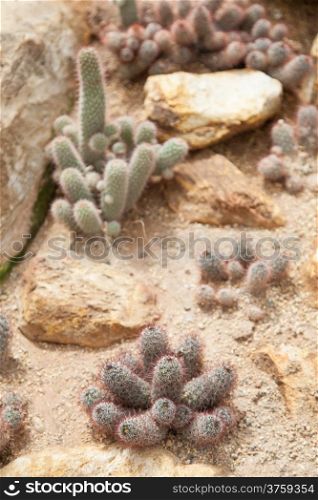 Cactus planted in the sand. The cactus is grown in tropical areas.