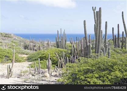 Cactus plants at the north coast from Aruba island