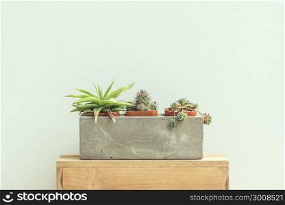 Cactus plants in cement pot on vintage background.