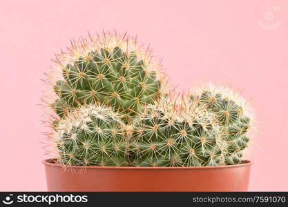 cactus plants on pink paper background