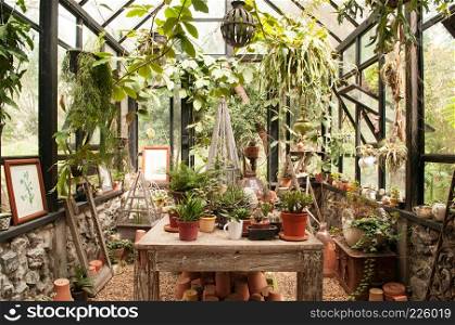 Cactus, plants pot and decoration ornaments on wood table in vintage greenhouse