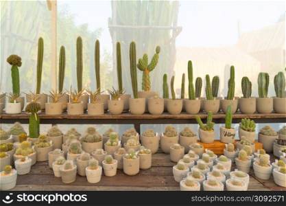 Cactus plants set with rocks in garden desert in industry farm in agriculture concept. Nature landscape background.
