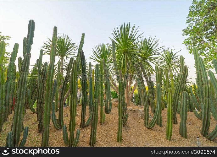 Cactus plants set with rocks in garden desert in industry farm in agriculture concept. Nature landscape background.