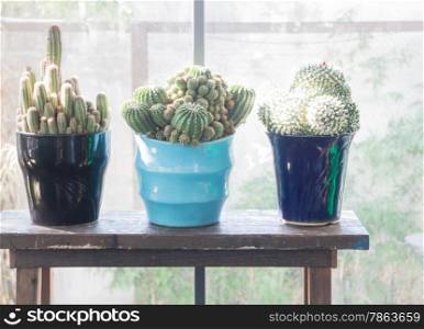 Cactus pot in the sun by the window, stock photo
