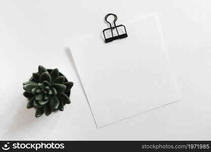 cactus pot plant with white blank paper with paperclip white background. High resolution photo. cactus pot plant with white blank paper with paperclip white background. High quality photo
