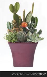 Cactus Pot Plants