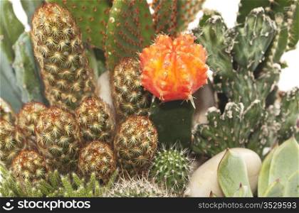 Cactus Pot Plants