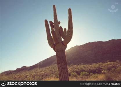 Cactus. Saguaro National Park