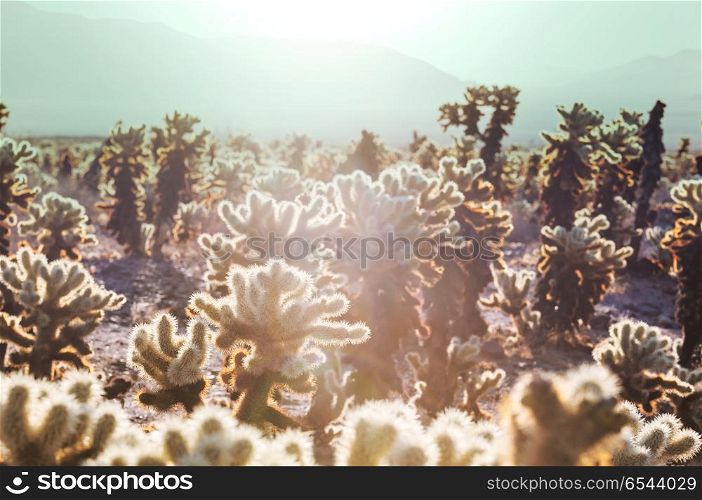Cactus. Saguaro National Park