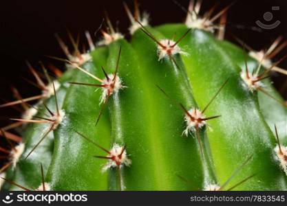 Cactus spikes closeup