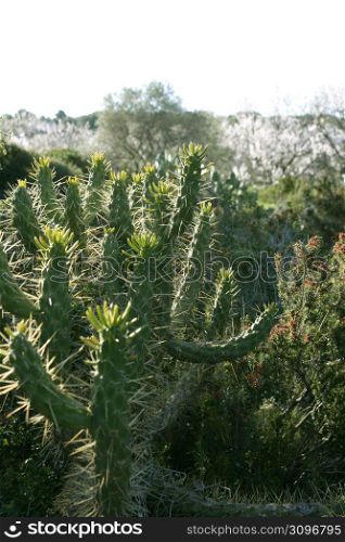 Cactus spiky plant outdoors in Mediterranean