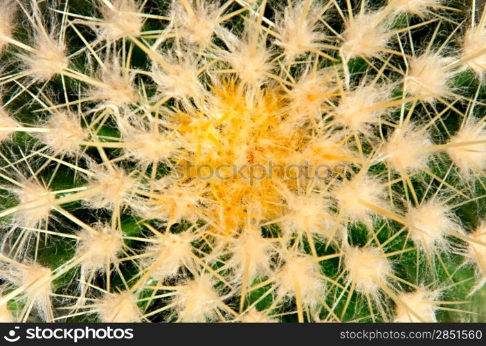 Cactus texture, top view. Closeup.