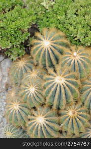 Cactus. Type of spiny succulent plant