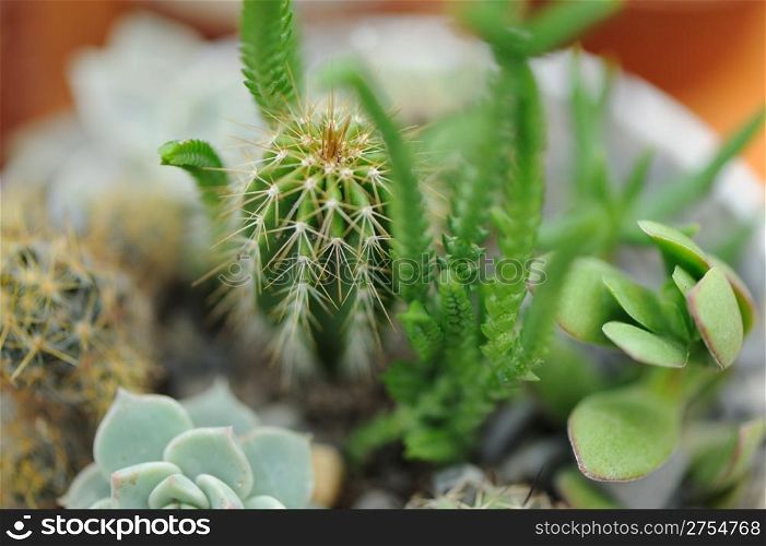 Cactus. Type of spiny succulent plant