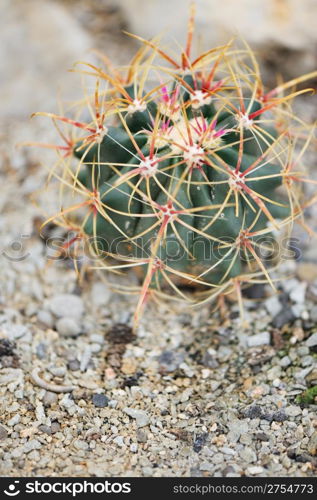 Cactus. Type of spiny succulent plant