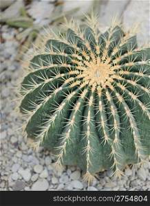 Cactus. Type of spiny succulent plant