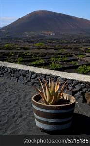 cactus viticulture winery lanzarote spain la geria vine screw grapes wall crops cultivation