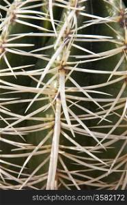 Cactus with big thorns