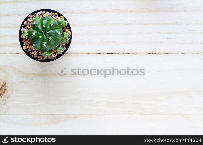 cactus with space in pot on wooden table.Top view