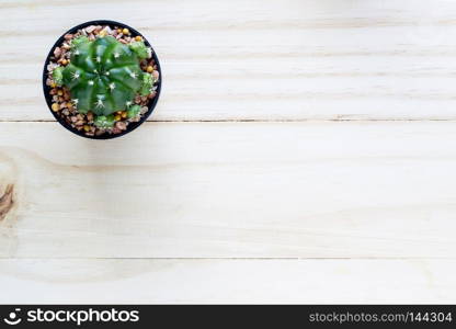 cactus with space in pot on wooden table.Top view