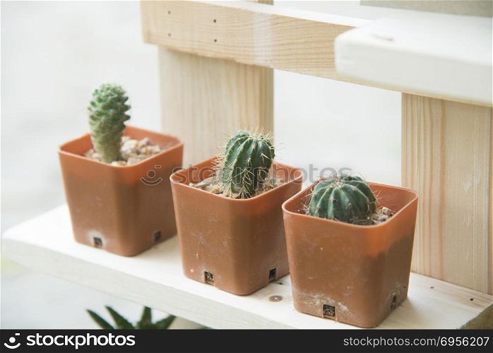cactus with wood table