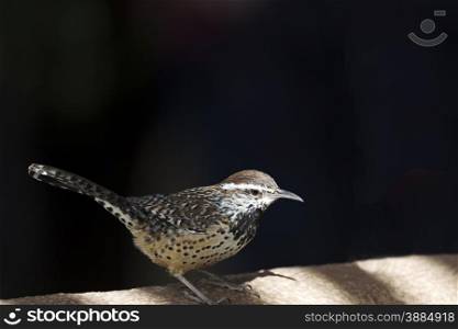 Cactus wren, a species native to the Southwest, perches in the shadowed sunlight on wall. Bird is a common species in the Sonoran desert of Arizona, USA.