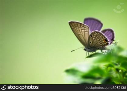 Caerulean Butterfly (Jamides celeno) perching on a leaf