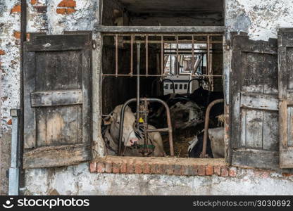 Caged dairy cows through rustic window shutters in a dilapidated cow shed in rural Lombardy region of Italy. Caged dairy cows through rustic window shutters in a dilapidated cow shed in rural Lombardy region of Italy.