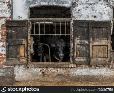 Caged dairy cows through rustic window shutters in a dilapidated cow shed in rural Lombardy region of Italy. Caged dairy cows through rustic window shutters in a dilapidated cow shed in rural Lombardy region of Italy.