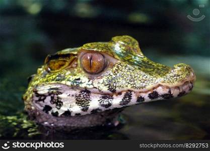 caiman crocodile predator alligator